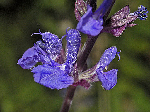 Lamiaceae - Salvia amplexicaulis