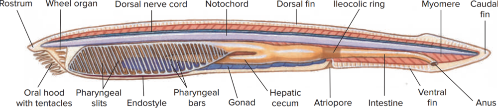 Anatomy of the Lancelet