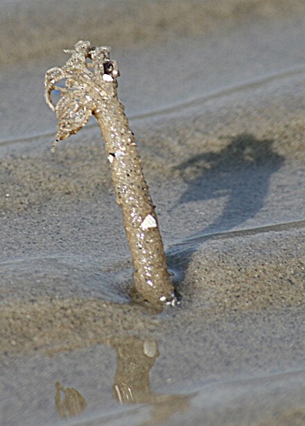A Lanice conchilega tube on the Dutch Wadden Sea shore Lanice conchilega tube.jpg