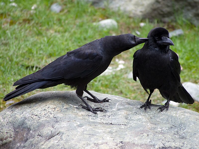 File:Large-billed Crows (14387320398).jpg