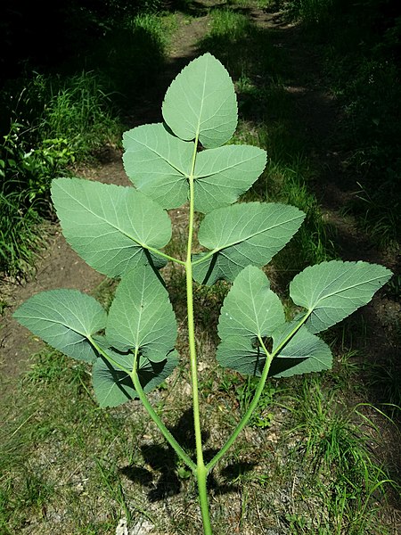 File:Laserpitium latifolium subsp. asperum sl23.jpg