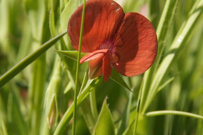 File:Latyrus (5634970890).jpg