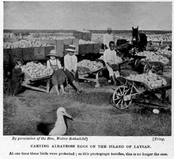 Eggs collected from a nesting bird colony on Laysan island. Early 1900s.