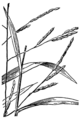 Leersia virginica HC-1950.png