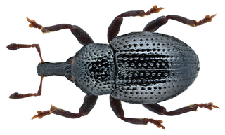 <i>Leiosoma deflexum</i> Species of beetle