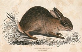 Lepus sinensis Hardwicke.jpg