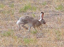 giant jack rabbits