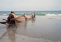 Sri Lanka Les pêcheurs de la plage de Trinquemalay, Province de l’Est au Sri Lanka.- Asie du Sud.