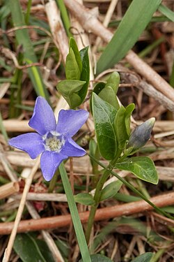 Lesser Periwinkle (Vinca minor)