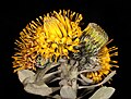 Leucospermum rodolentum