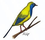 Liaoxiornis delicatus.jpg