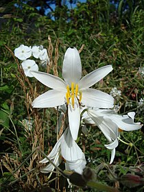 Baltā lilija (Lilium candidum)
