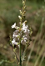 Miniatura para Linaria nivea