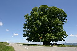 A veteran tree, Linde von Linn, in Switzerland (2006) Linde von linn.jpg