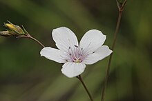 Linum tenuifolium (27322080623).jpg