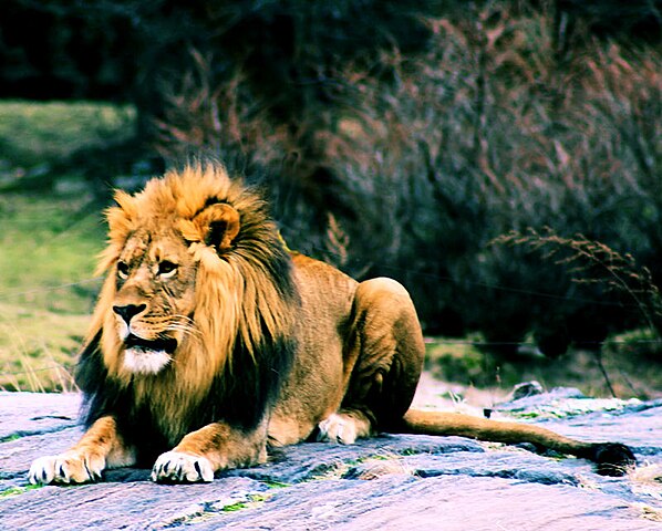 bronx zoo lions