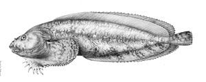 Liparis agassizii.jpg