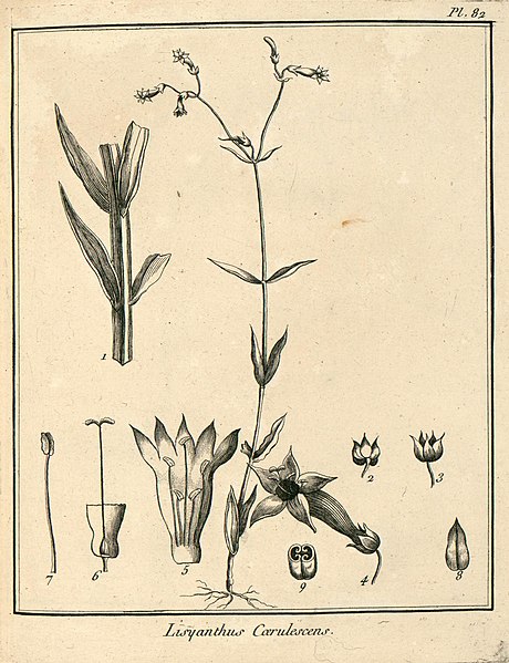 File:Lisyanthus cerulescens Aublet 1775 pl 82.jpg