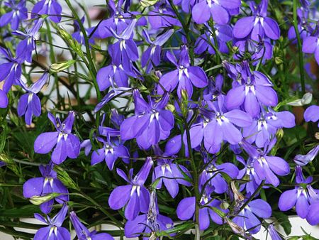 Lobelia 026.jpg