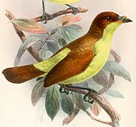 Loboparadisea sericea (Yellow-breasted Satinbird), drawing