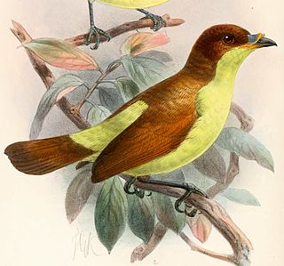 <span class="mw-page-title-main">Yellow-breasted satinbird</span> Species of bird