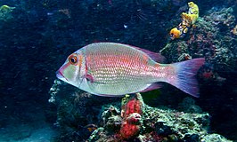 Lethrinus erythropterus