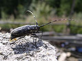 Monochamus sartor (Fabricius, 1787) femelle