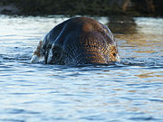 Loxodonta africana