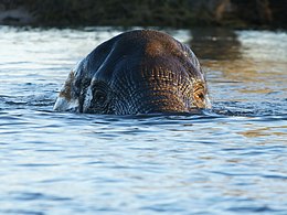 Crossing the Zambezi