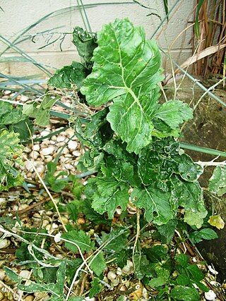 <i>Coincya wrightii</i> Species of flowering plant