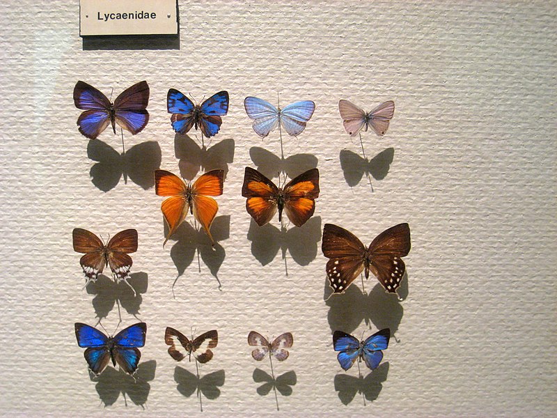 File:Lycaenidae - Oslo Zoological Museum - IMG 9077.jpg