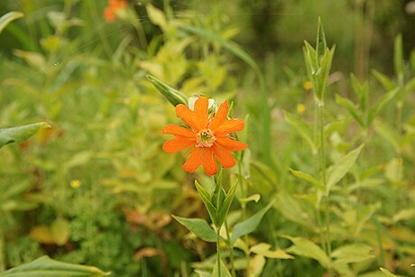 Silene cognata