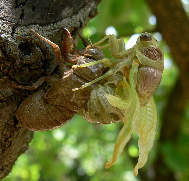 A cicada emerges from its chitinous nymphal exoskeleton.