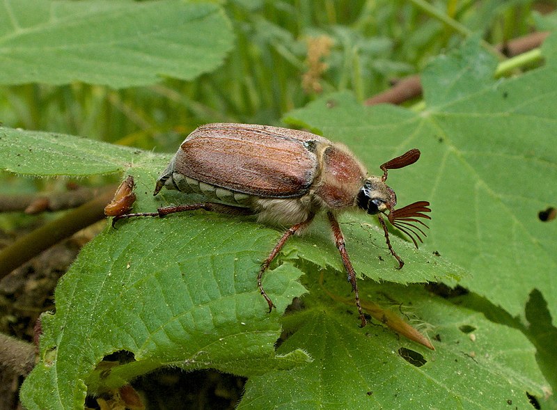 File:Männchen des Waldmaikäfers in der Dresdner Heide.jpg