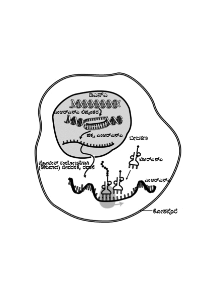 File:MRNA-interaction kn.png