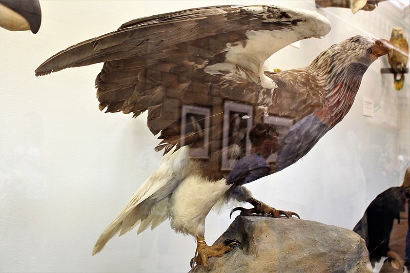 File:Ma - Haliaeetus pelagicus - 2.jpg