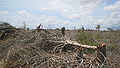 Madagascar spiny forest destruction 001.jpg