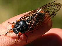 Male dorsal Brood XIII sub-brood, Naperville, Illinois June 13, 2020