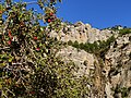 Miniatura para Malus sylvestris