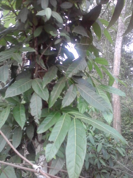 File:Mahagani leaf.jpg