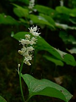 Maianthemum dilatatum