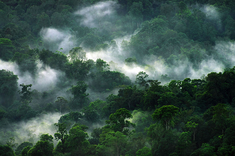 File:Malasari kabut.jpg