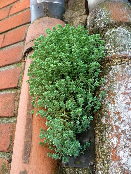 File:Males herbes toulousaines 18a.jpg