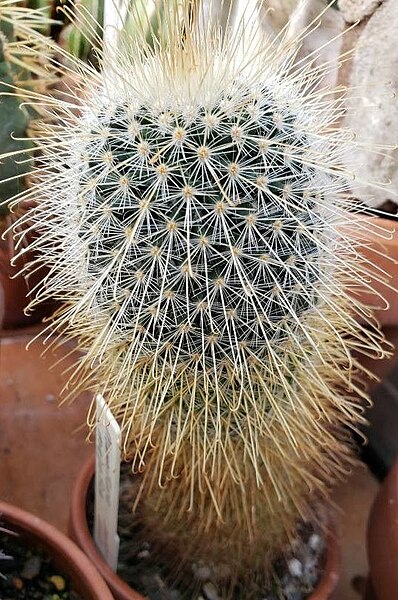 File:Mammillaria magnifica habit.jpg