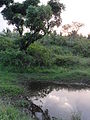 Mango Tree next to Pond