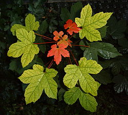 Sycamore Maple