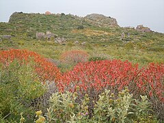 Euphorbia dendroides