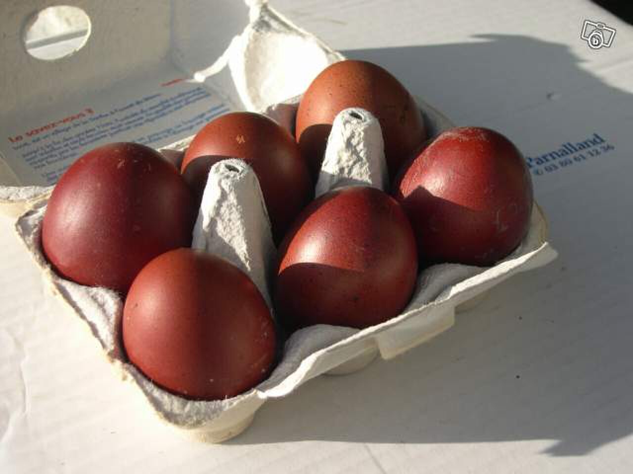 Куры породы Маран яйца