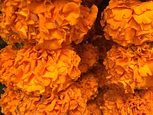 Marigold Flowers as garland in India Marigold Flowers as garland in India.jpg