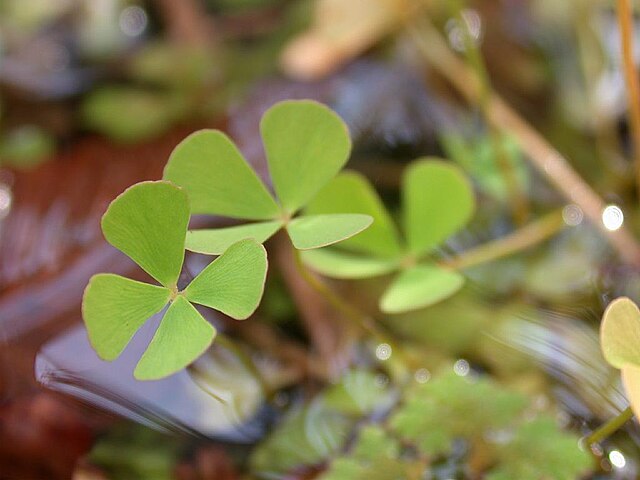 Four Leaf Clover - Marsilea quadrifolia